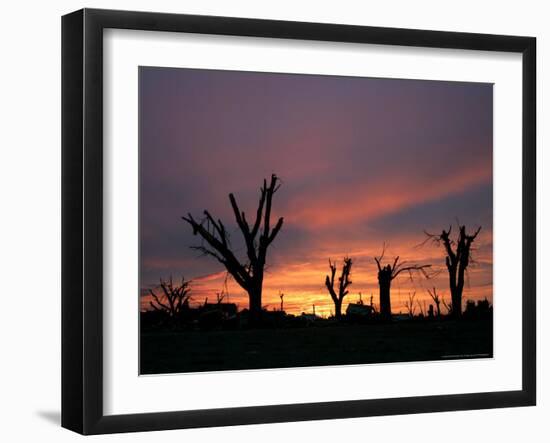 Storm Damaged Trees Silhouetted against the Setting Sun, Greensburg, Kansas, c.2007-Charlie Riedel-Framed Photographic Print