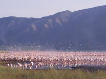 Flamingos, Lake Bogoria, Kenya, East Africa, Africa-Storm Stanley-Photographic Print