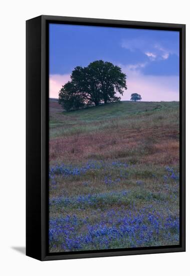 Stormy Afternoon and Wildflowers, Central California, Atascadero, Paso Robles-Vincent James-Framed Premier Image Canvas