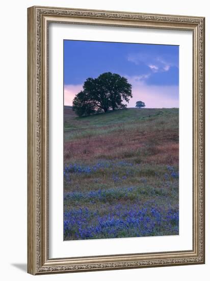 Stormy Afternoon and Wildflowers, Central California, Atascadero, Paso Robles-Vincent James-Framed Photographic Print