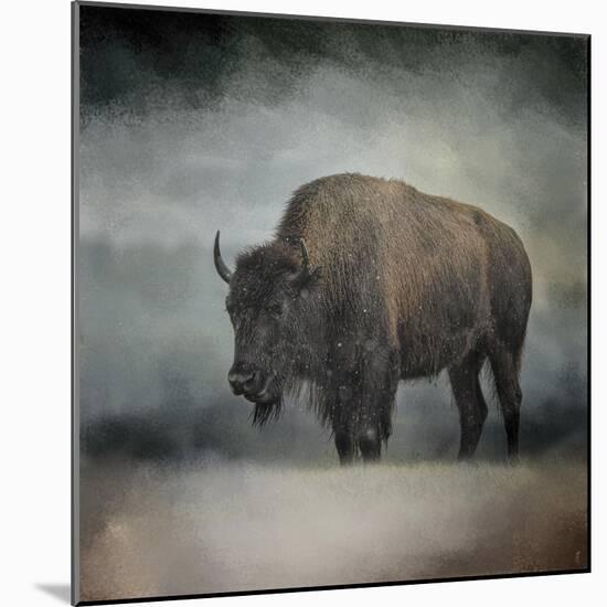 Stormy Day Buffalo-Jai Johnson-Mounted Giclee Print