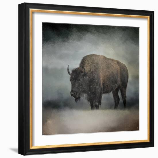 Stormy Day Buffalo-Jai Johnson-Framed Giclee Print
