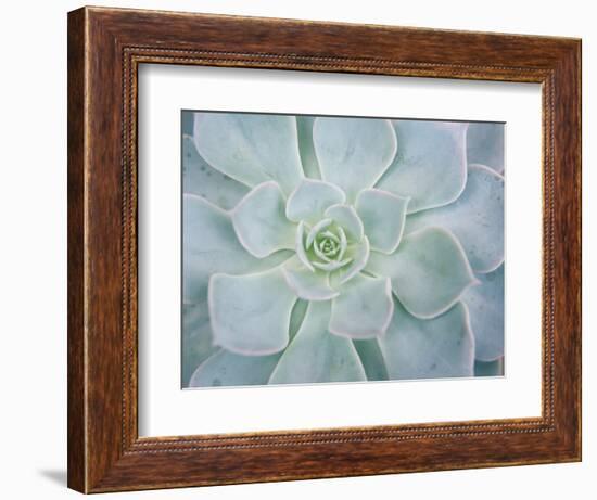 Storybook Succulent I-Jason Johnson-Framed Photographic Print