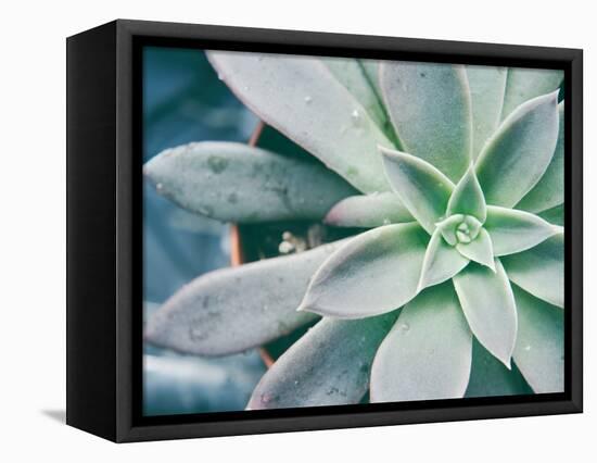 Storybook Succulent III-Jason Johnson-Framed Premier Image Canvas