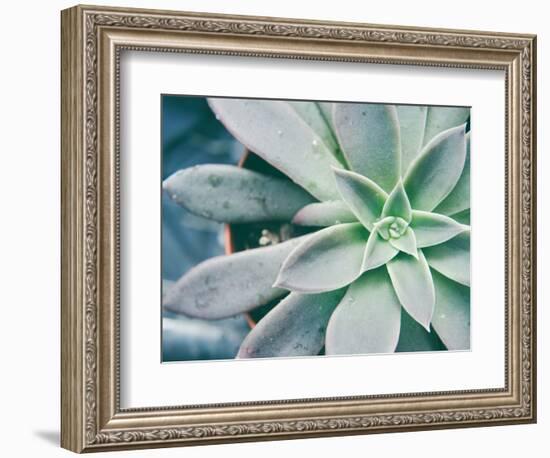 Storybook Succulent III-Jason Johnson-Framed Photographic Print