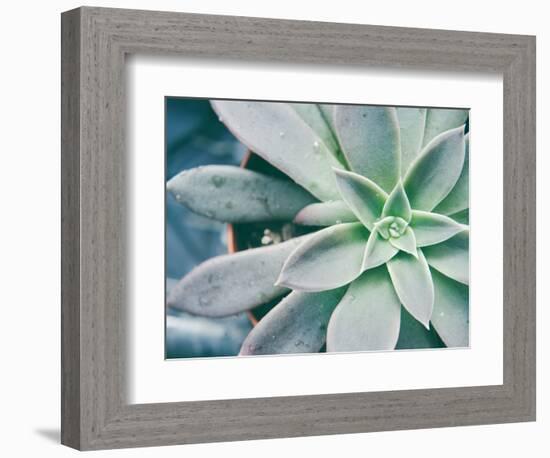 Storybook Succulent III-Jason Johnson-Framed Photographic Print