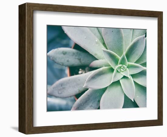 Storybook Succulent III-Jason Johnson-Framed Photographic Print