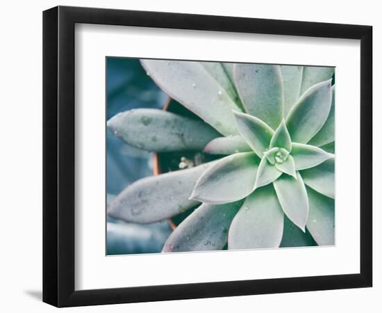 Storybook Succulent III-Jason Johnson-Framed Photographic Print