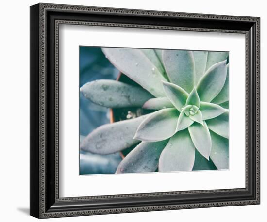 Storybook Succulent III-Jason Johnson-Framed Photographic Print