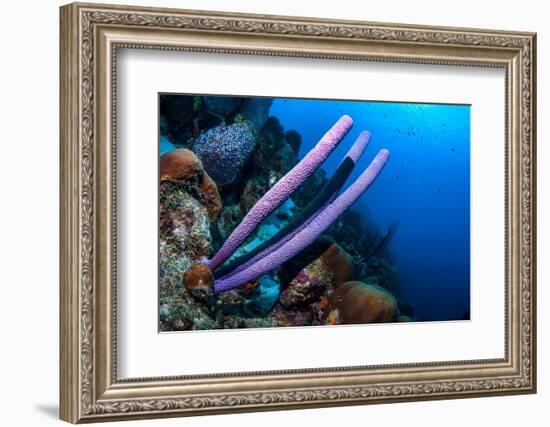 Stove-pipe sponge Bonaire, Netherlands Antilles, Caribbean-Georgette Douwma-Framed Photographic Print