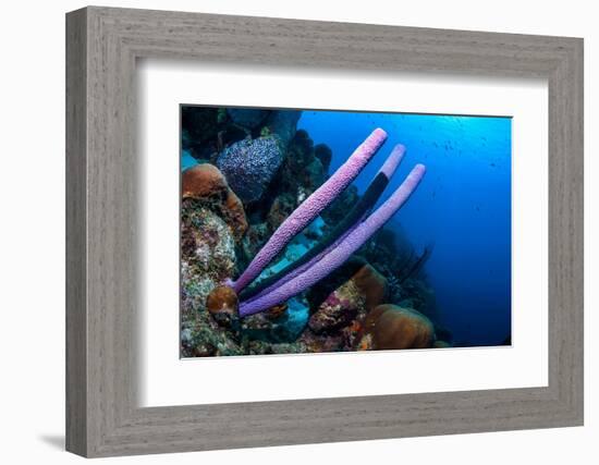 Stove-pipe sponge Bonaire, Netherlands Antilles, Caribbean-Georgette Douwma-Framed Photographic Print