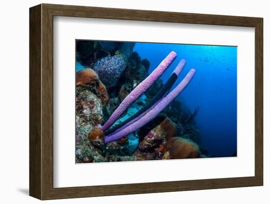 Stove-pipe sponge Bonaire, Netherlands Antilles, Caribbean-Georgette Douwma-Framed Photographic Print