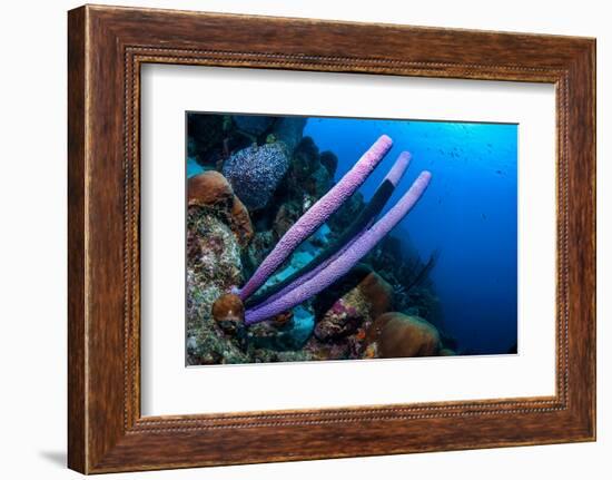 Stove-pipe sponge Bonaire, Netherlands Antilles, Caribbean-Georgette Douwma-Framed Photographic Print