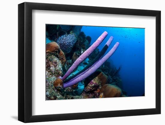 Stove-pipe sponge Bonaire, Netherlands Antilles, Caribbean-Georgette Douwma-Framed Photographic Print