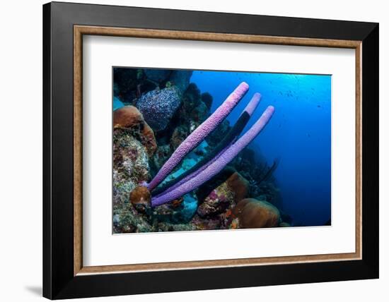 Stove-pipe sponge Bonaire, Netherlands Antilles, Caribbean-Georgette Douwma-Framed Photographic Print