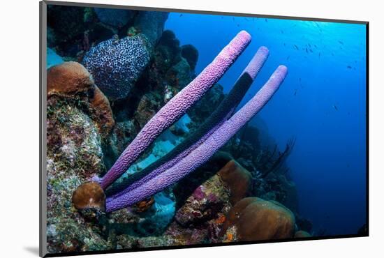 Stove-pipe sponge Bonaire, Netherlands Antilles, Caribbean-Georgette Douwma-Mounted Photographic Print