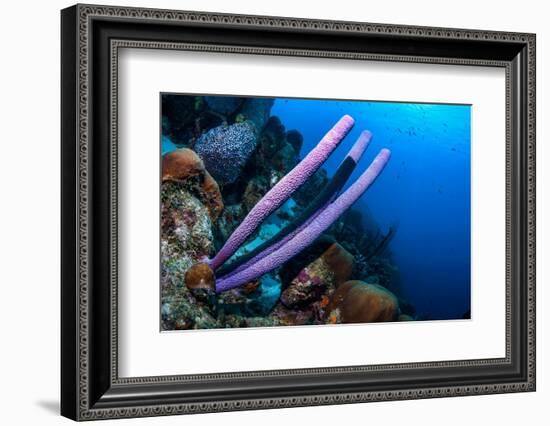 Stove-pipe sponge Bonaire, Netherlands Antilles, Caribbean-Georgette Douwma-Framed Photographic Print