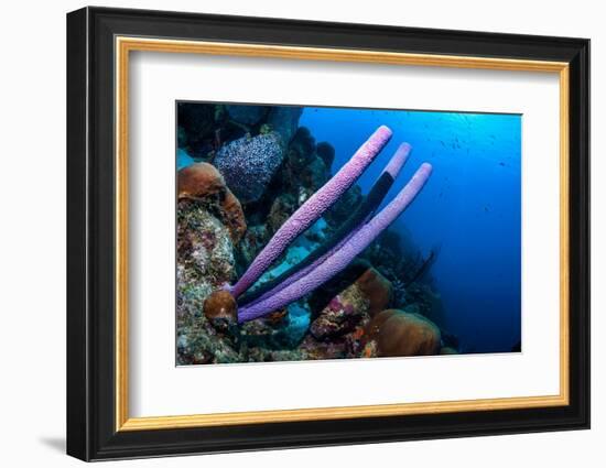 Stove-pipe sponge Bonaire, Netherlands Antilles, Caribbean-Georgette Douwma-Framed Photographic Print