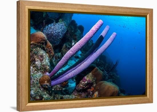Stove-pipe sponge Bonaire, Netherlands Antilles, Caribbean-Georgette Douwma-Framed Premier Image Canvas