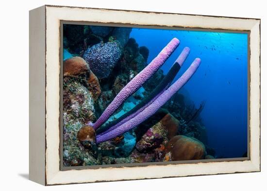 Stove-pipe sponge Bonaire, Netherlands Antilles, Caribbean-Georgette Douwma-Framed Premier Image Canvas