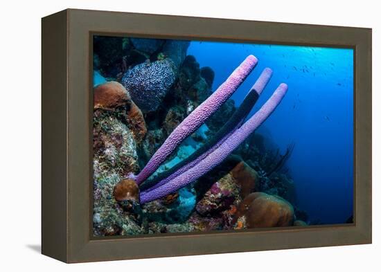 Stove-pipe sponge Bonaire, Netherlands Antilles, Caribbean-Georgette Douwma-Framed Premier Image Canvas