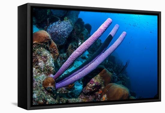 Stove-pipe sponge Bonaire, Netherlands Antilles, Caribbean-Georgette Douwma-Framed Premier Image Canvas