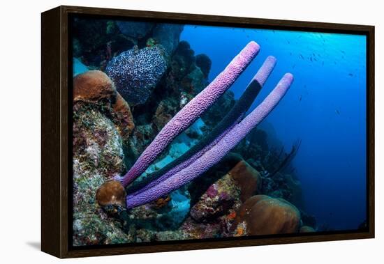 Stove-pipe sponge Bonaire, Netherlands Antilles, Caribbean-Georgette Douwma-Framed Premier Image Canvas