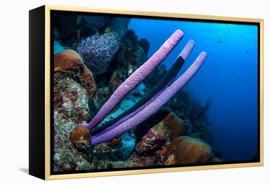 Stove-pipe sponge Bonaire, Netherlands Antilles, Caribbean-Georgette Douwma-Framed Premier Image Canvas