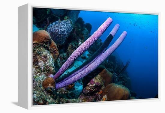 Stove-pipe sponge Bonaire, Netherlands Antilles, Caribbean-Georgette Douwma-Framed Premier Image Canvas