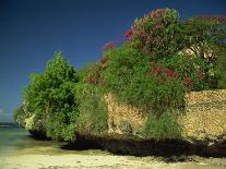 Bougainvillea Along Wall Next to Sea, Malindi, Kenya, East Africa, Africa-Strachan James-Photographic Print