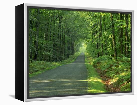 Straight Empty Rural Road Through Woodland Trees, Forest of Nevers, Burgundy, France, Europe-Michael Busselle-Framed Premier Image Canvas