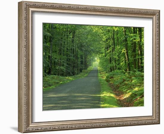 Straight Empty Rural Road Through Woodland Trees, Forest of Nevers, Burgundy, France, Europe-Michael Busselle-Framed Photographic Print