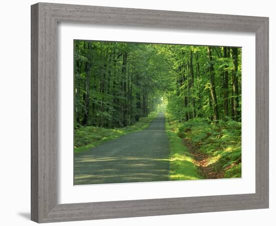 Straight Empty Rural Road Through Woodland Trees, Forest of Nevers, Burgundy, France, Europe-Michael Busselle-Framed Photographic Print