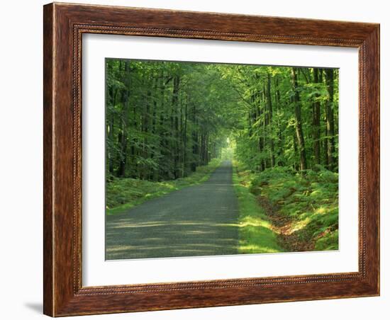 Straight Empty Rural Road Through Woodland Trees, Forest of Nevers, Burgundy, France, Europe-Michael Busselle-Framed Photographic Print