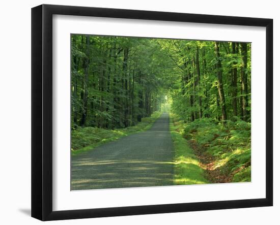 Straight Empty Rural Road Through Woodland Trees, Forest of Nevers, Burgundy, France, Europe-Michael Busselle-Framed Photographic Print