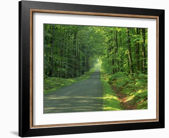 Straight Empty Rural Road Through Woodland Trees, Forest of Nevers, Burgundy, France, Europe-Michael Busselle-Framed Photographic Print