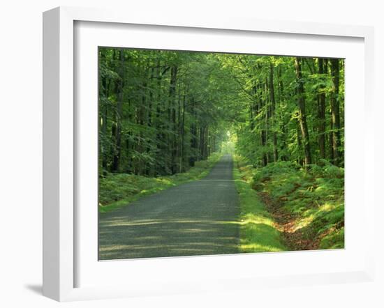 Straight Empty Rural Road Through Woodland Trees, Forest of Nevers, Burgundy, France, Europe-Michael Busselle-Framed Photographic Print