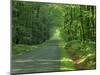 Straight Empty Rural Road Through Woodland Trees, Forest of Nevers, Burgundy, France, Europe-Michael Busselle-Mounted Photographic Print