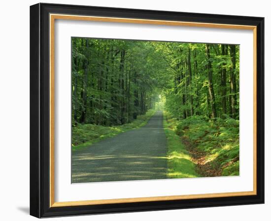 Straight Empty Rural Road Through Woodland Trees, Forest of Nevers, Burgundy, France, Europe-Michael Busselle-Framed Photographic Print