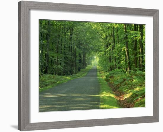 Straight Empty Rural Road Through Woodland Trees, Forest of Nevers, Burgundy, France, Europe-Michael Busselle-Framed Photographic Print