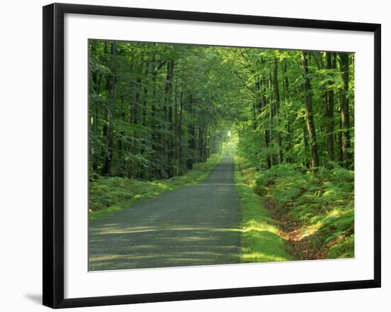 Straight Empty Rural Road Through Woodland Trees, Forest of Nevers, Burgundy, France, Europe-Michael Busselle-Framed Photographic Print