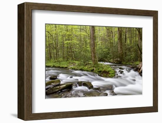 Straight Fork Creek in Spring, Great Smoky Mountains National Park, North Carolina-Richard and Susan Day-Framed Photographic Print