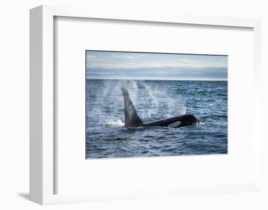 Straight of Juan de Fuca, Washington State, USA. Southern resident killer whale blowing.-Yuri Choufour-Framed Photographic Print