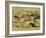 Straining Every Nerve and Muscle to Win for Him the Honour of First Spear, Late 19th Century-null-Framed Giclee Print