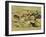 Straining Every Nerve and Muscle to Win for Him the Honour of First Spear, Late 19th Century-null-Framed Giclee Print