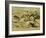 Straining Every Nerve and Muscle to Win for Him the Honour of First Spear, Late 19th Century-null-Framed Giclee Print