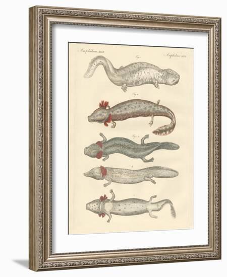 Strange Amphibians-null-Framed Giclee Print