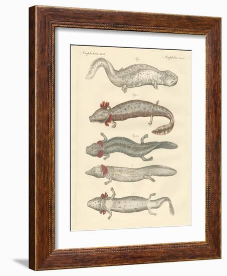 Strange Amphibians-null-Framed Giclee Print