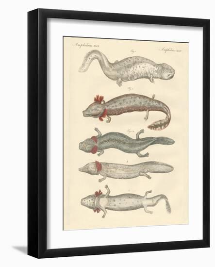 Strange Amphibians-null-Framed Giclee Print