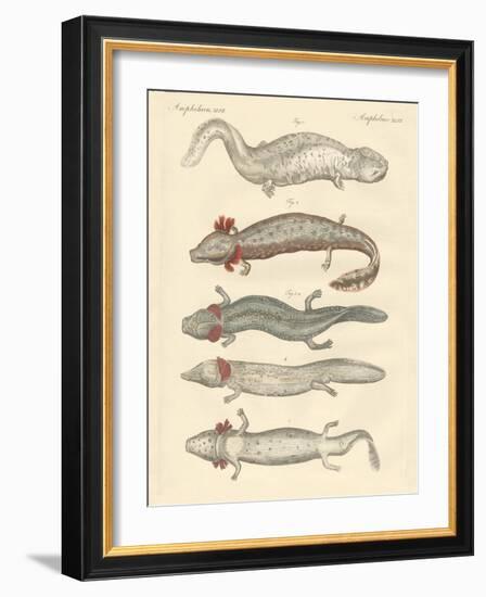 Strange Amphibians-null-Framed Giclee Print